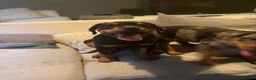 Mixed Breed dogs for sale: 6 Rottweiler catahoula bully puppies  - Advert 4