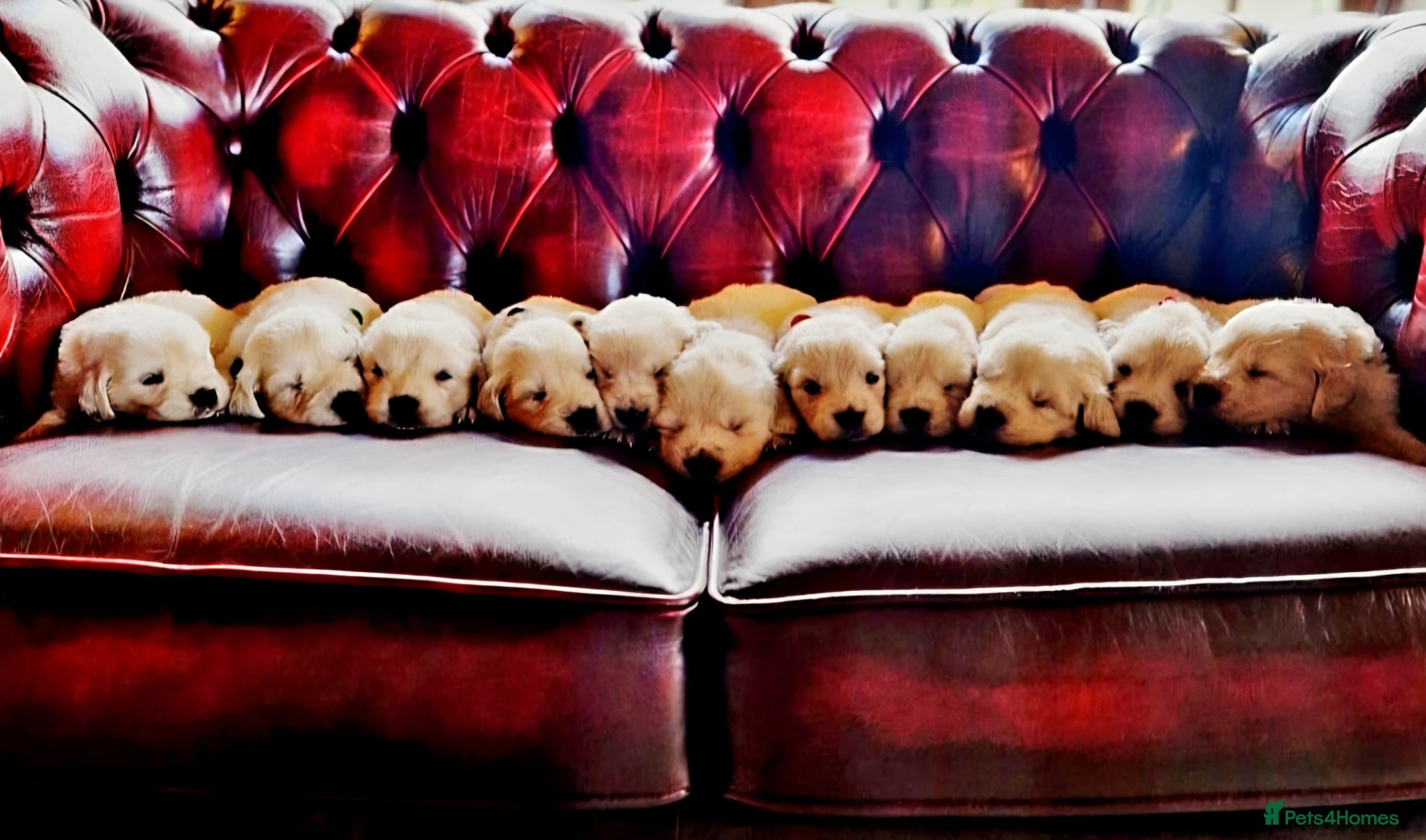 Golden Retriever dogs Newmiller Retrievers Upcoming Litter Announcement  - Advert 8