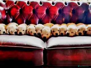 Golden Retriever dogs Newmiller Retrievers Upcoming Litter Announcement - Advert 8