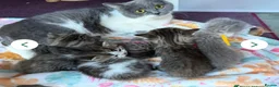 Brazilian Shorthair cats for sale: Pure British Shorthair girls - TICA - Advert 2