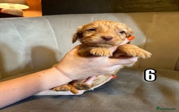 Cockapoo dogs for sale: REDUCED READY NOW TO LEAVE 5 pups left  - Image 9