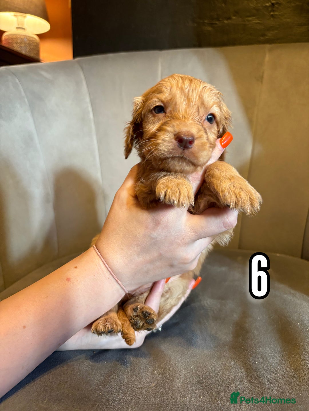Cockapoo dogs for sale: REDUCED READY NOW TO LEAVE 5 pups left  - Image 9