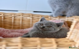 British Shorthair cats for sale: GCCF reg blue kittens  - Image 3