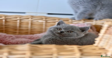 British Shorthair cats - Advert 16