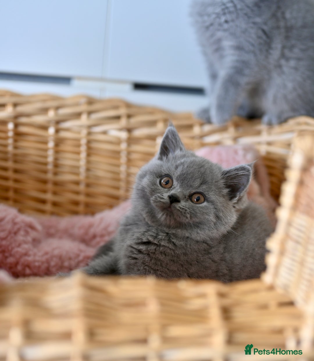 British Shorthair cats for sale: GCCF reg blue kittens  - Image 3