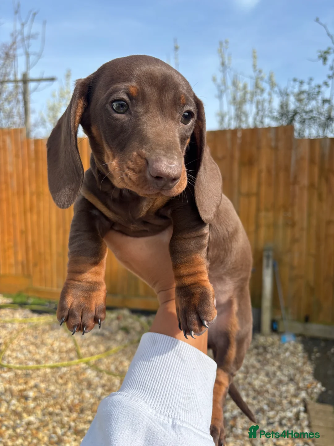 Dachshund dogs for sale: Dachshund puppies  - Advert 8