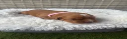 Cocker Spaniel dogs for sale: Beautiful Working Cocker Spaniels-health tested✅ - Advert 10