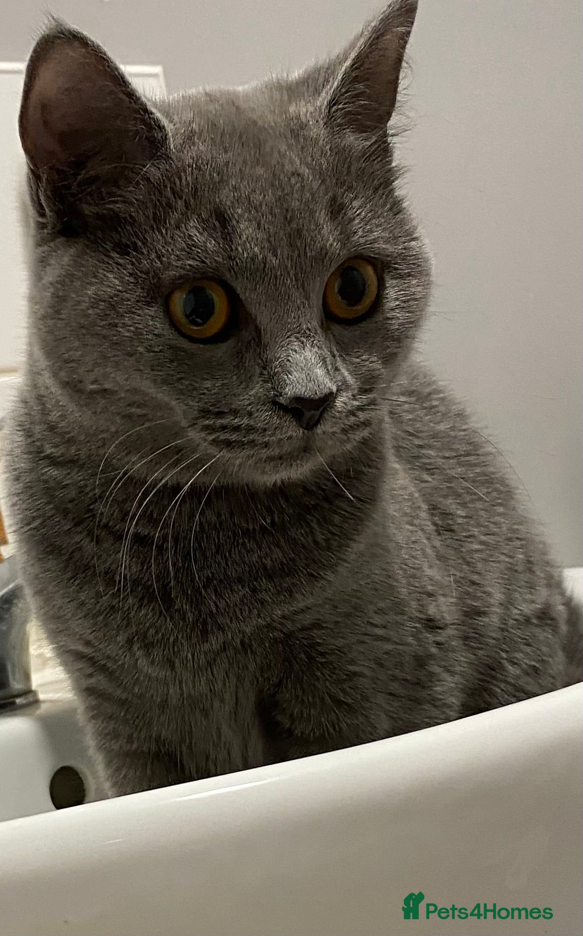 British Shorthair cats for stud: Looking for stud  - Advert 3