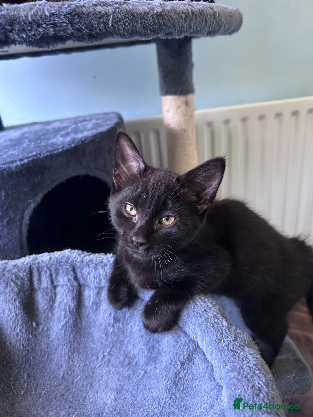 Mixed Breed cats for sale: Three beautiful friendly kittens  - Advert 10
