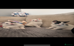 Mixed Breed cats for sale: Kittens available for sale with heterochromia - Image 1