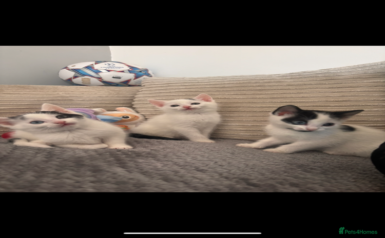 Mixed Breed cats - Advert 2
