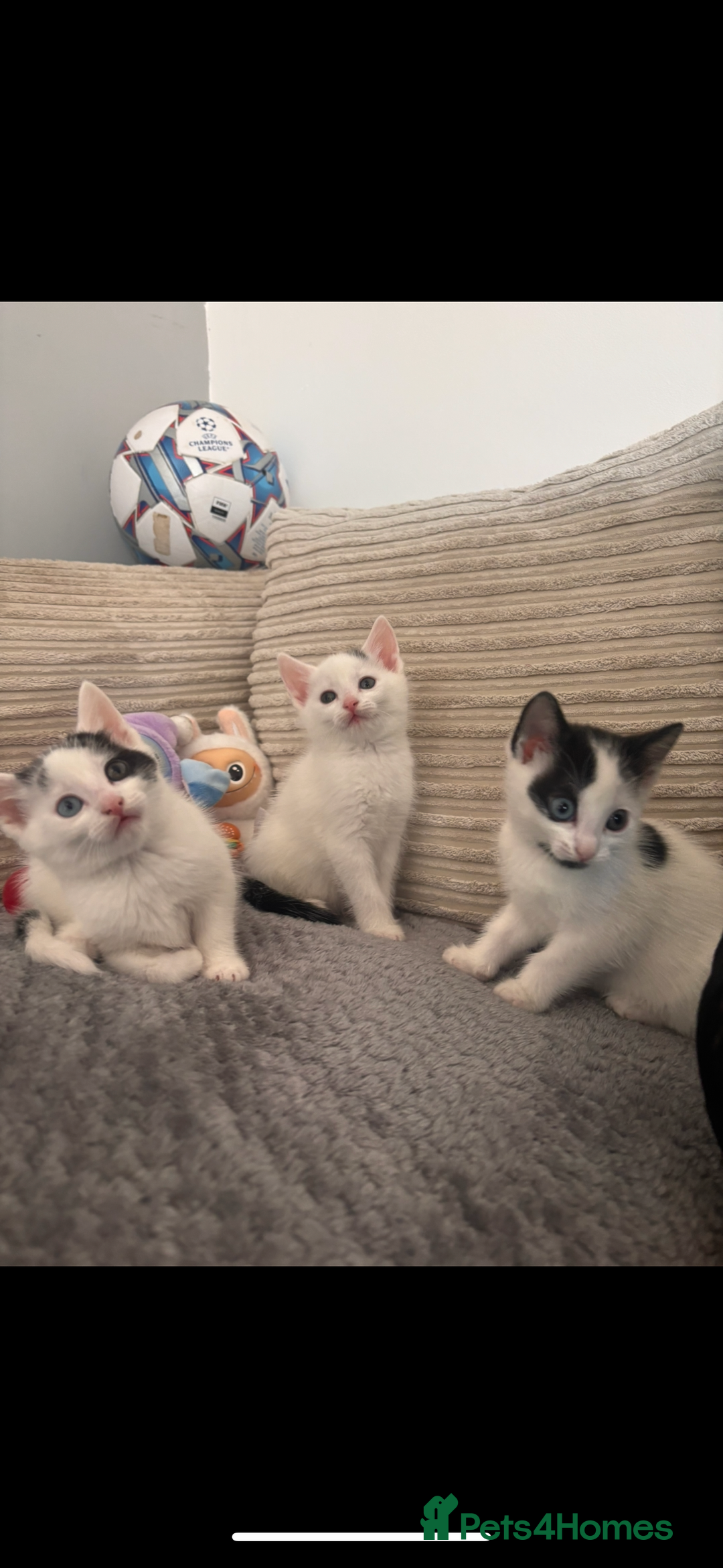 Mixed Breed cats for sale: Kittens available for sale with heterochromia - Image 1
