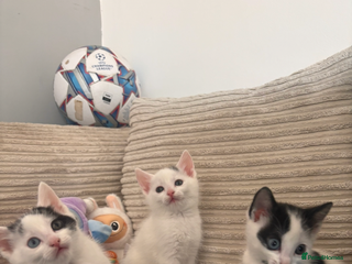 Mixed Breed cats - Advert 10