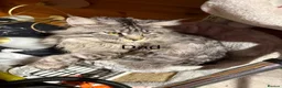Maine Coon cats for sale: 3 gorgeous Maine coon kittens for sale - Advert 3