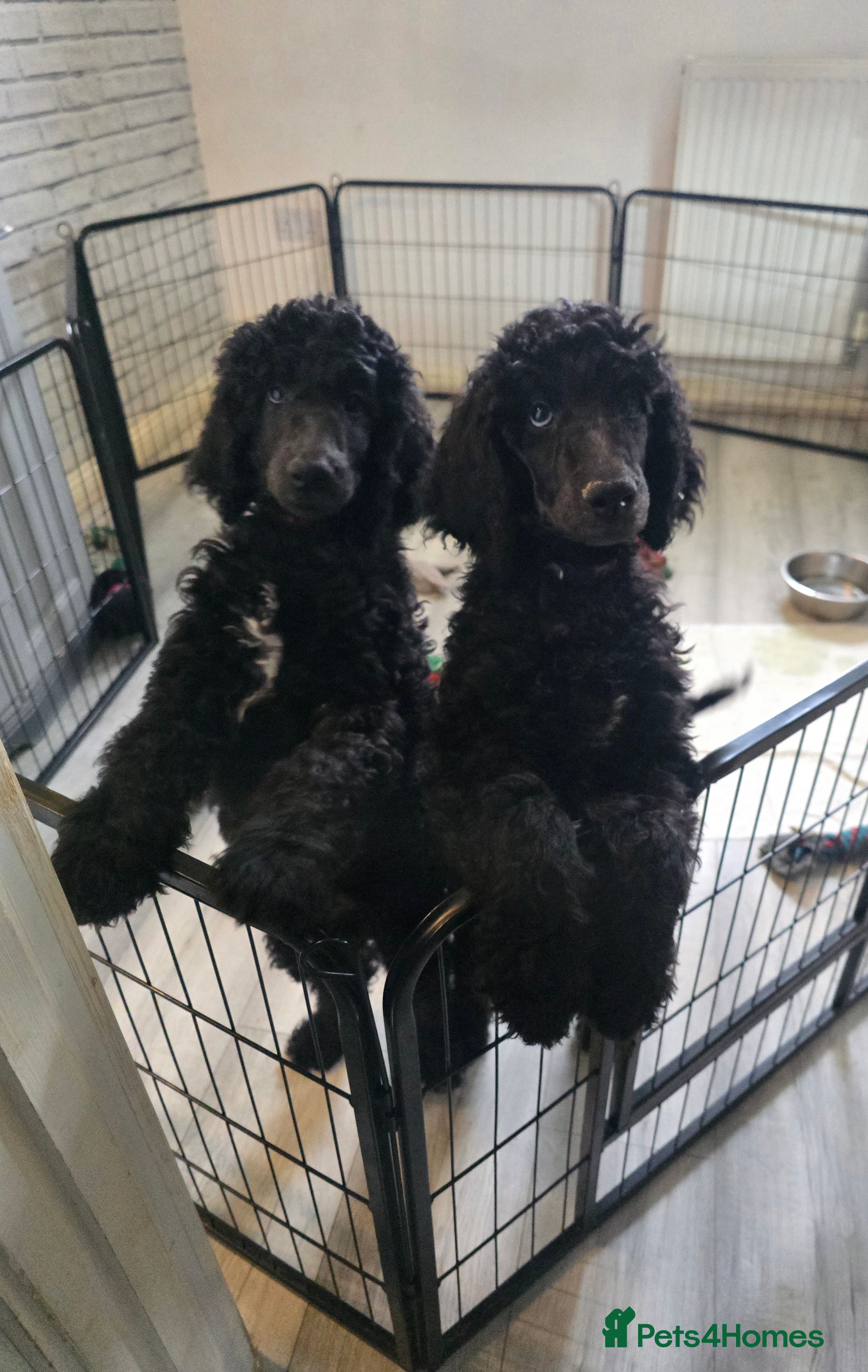Standard Poodle dogs Last 2 boys ! KC Standard Poodles! Ready Now! - Advert 1