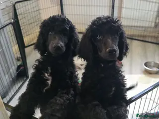 Standard Poodle dogs Last 2 boys ! KC Standard Poodles! Ready Now! - Advert 1