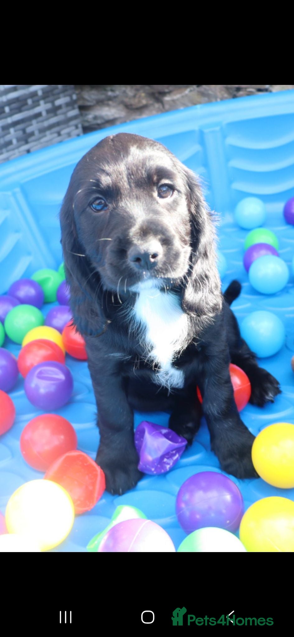 Sprocker dogs 1x Beautiful Sprocker Puppy Seeking Forever Homes - Advert 11