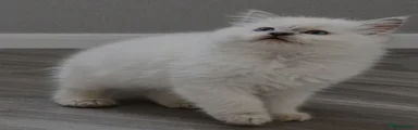 Ragdoll Kitten 1