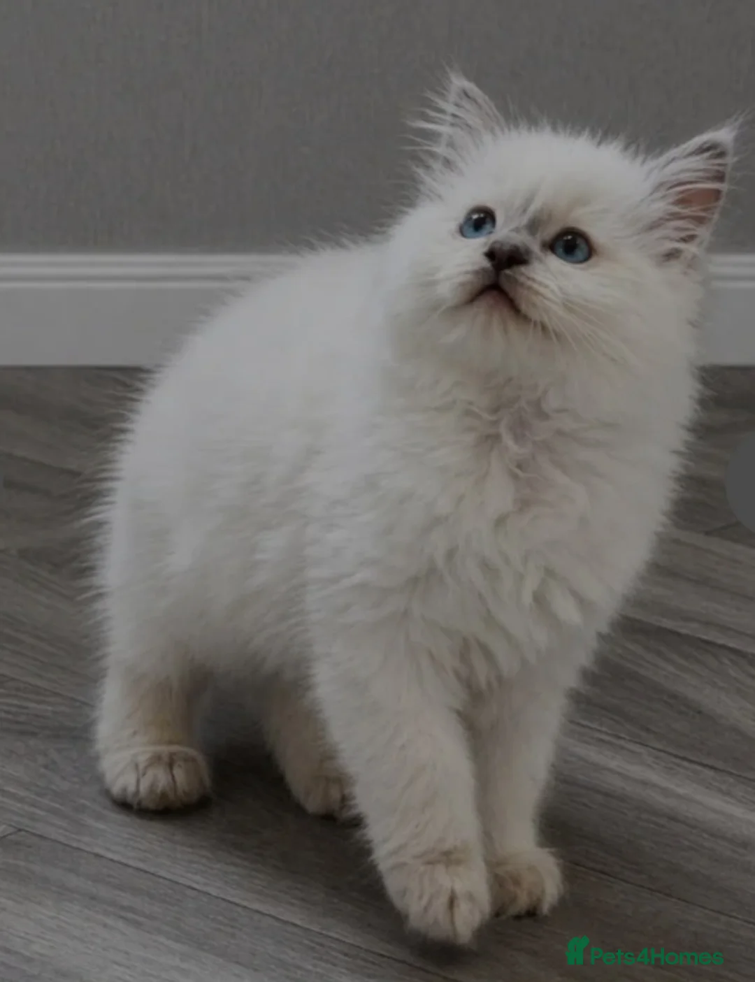 Ragdoll cats for sale: Lilac ragdoll males  - Advert 19