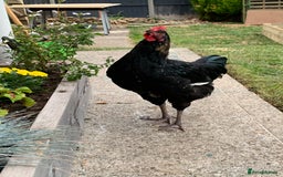 Chickens poultry for sale: Rooster - Image 2