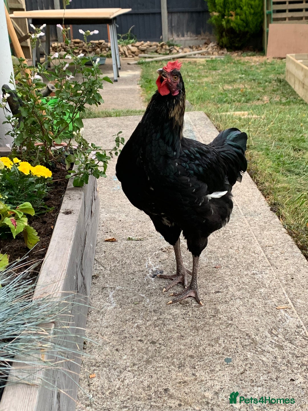 Chickens poultry for sale: Rooster - Image 2