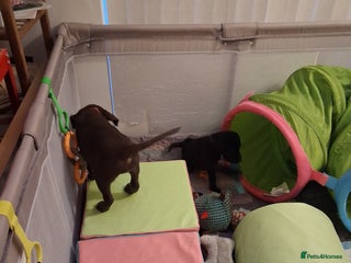 Labrador Retriever dogs **LAST PUPPY, READY NOW** - Advert 5