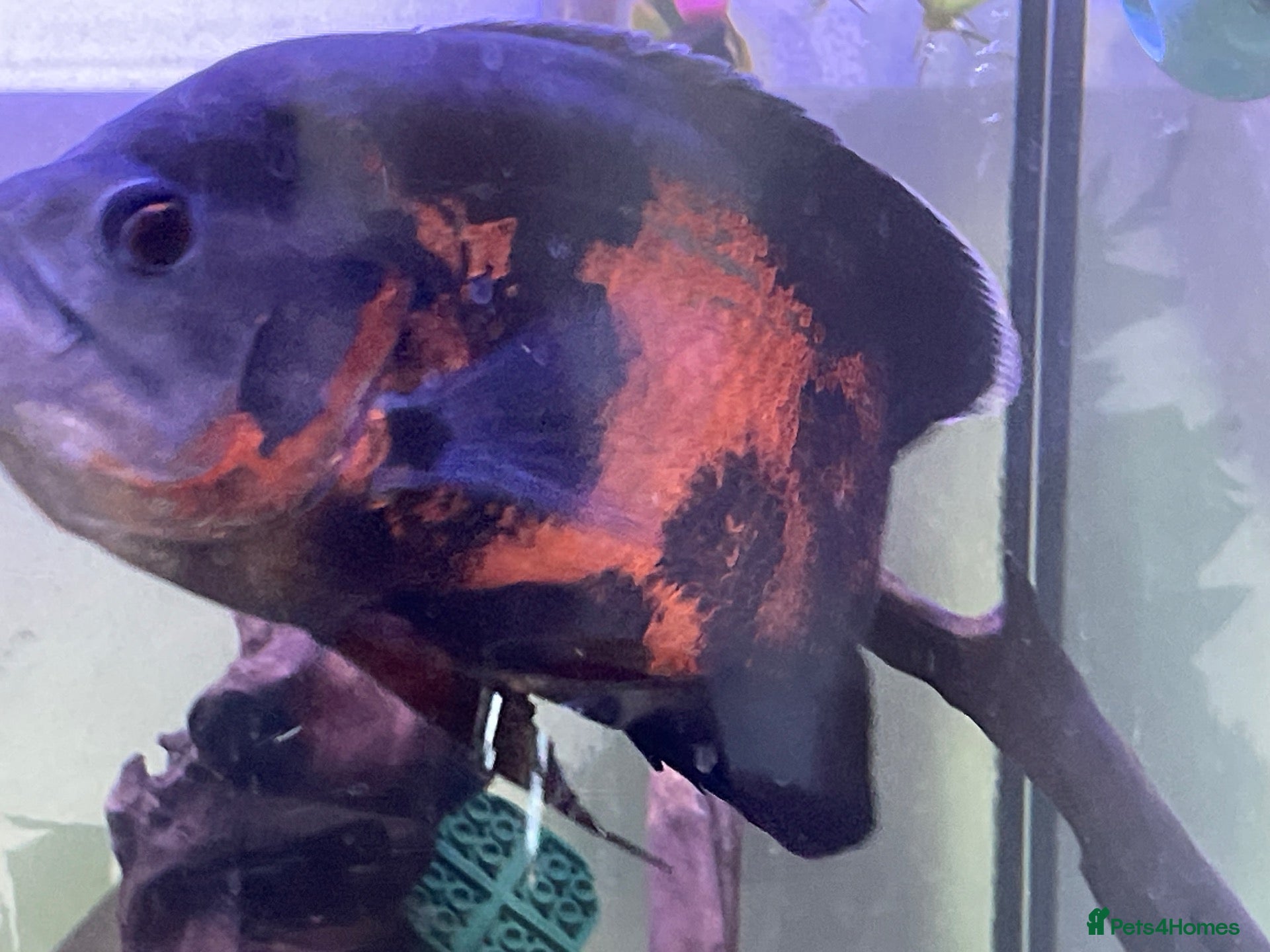 Cichlids fish Young Oscar Tiger Cichlid - Advert 1
