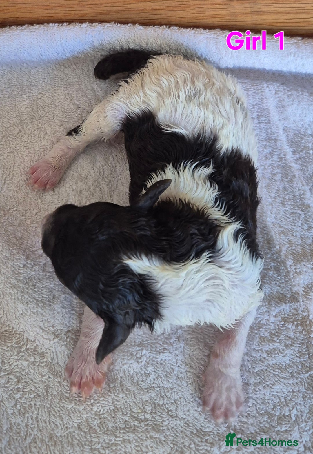 Standard Poodle dogs for sale: KC Reg Chocolate parti Standard Poodle puppies - Image 2