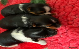 Yorkshire Terrier dogs for sale: ❤️1 Beautiful Girl Biewer Yorkshire Terriers🌟 - Image 13