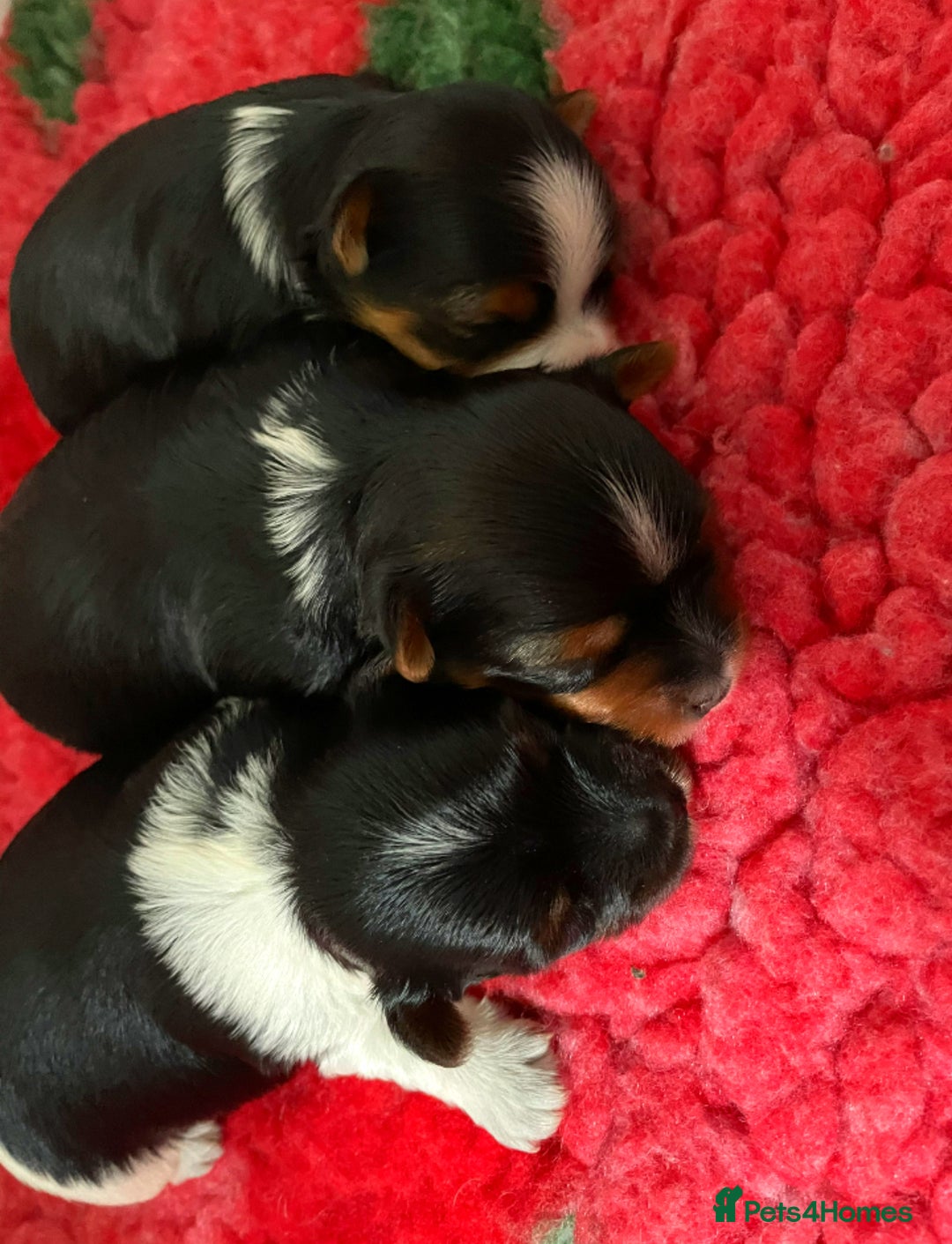 Yorkshire Terrier dogs for sale: ❤️1 Beautiful Girl Biewer Yorkshire Terriers🌟 - Image 13