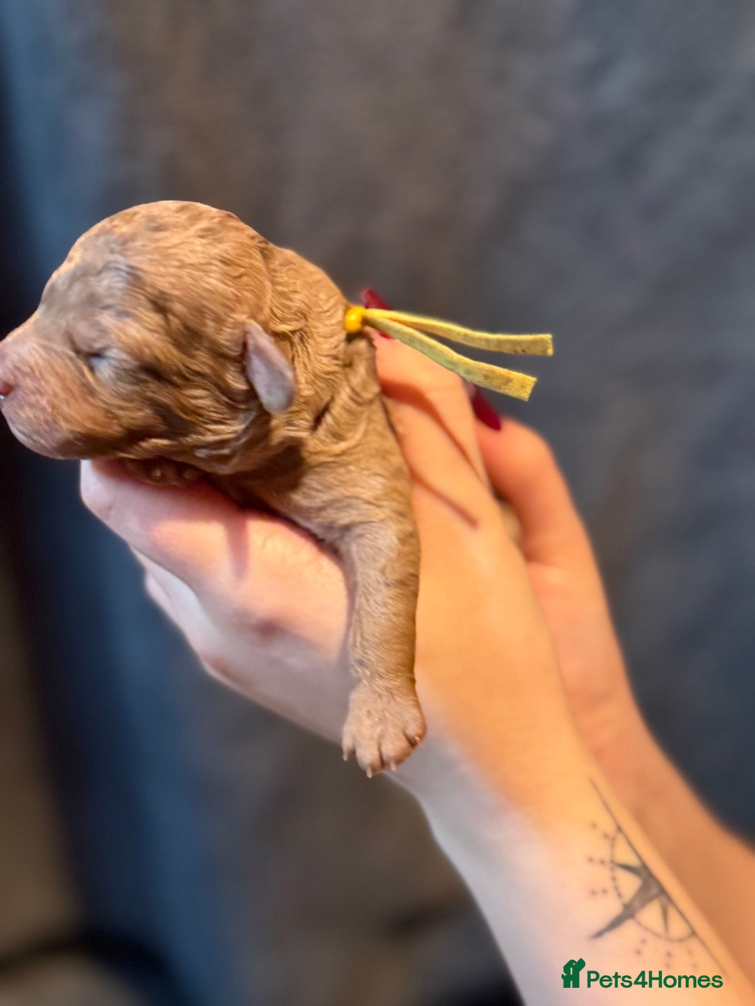 Cavapoo dogs for sale: F1b Health tested Phantom chocolate Merle Cavapoo - Advert 19