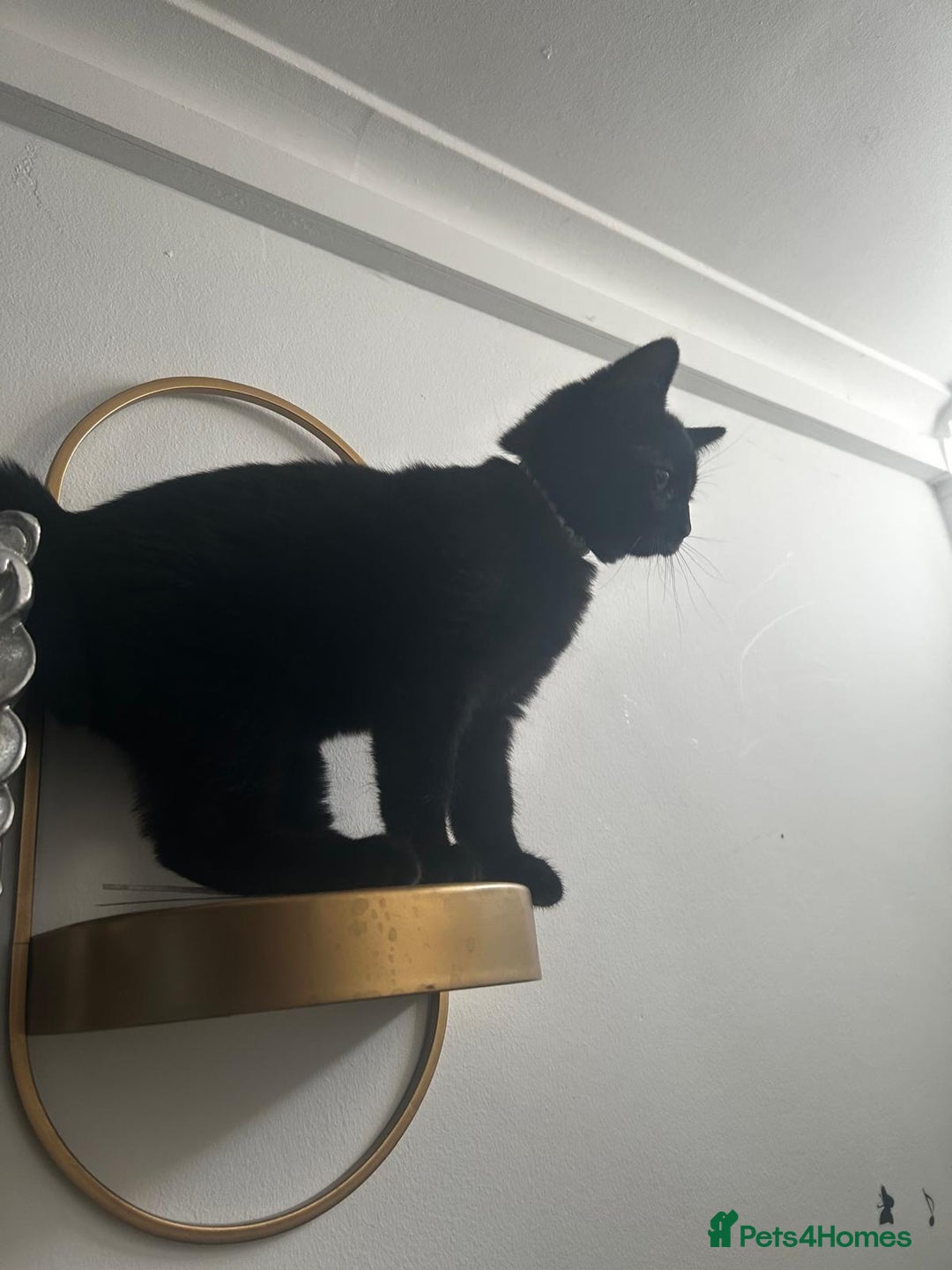 Bombay cats for sale: 1 lovely,playful,friendly kitten left 😸✨️ reduced in London - Image 10