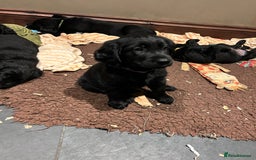 Flat coated Retriever dogs for sale: Flat coated x golden retriever puppies - Image 8