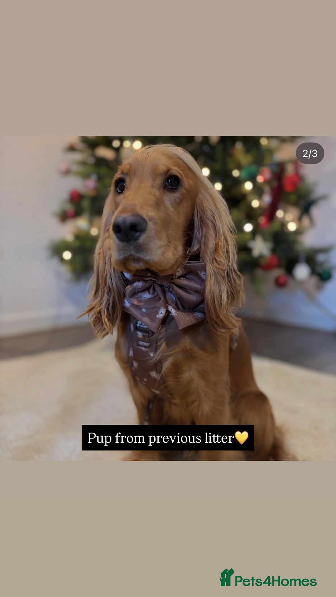 Cocker Spaniel dogs for sale: Waiting list now open🌟Villaspaniol lines - KC REG - Advert 14