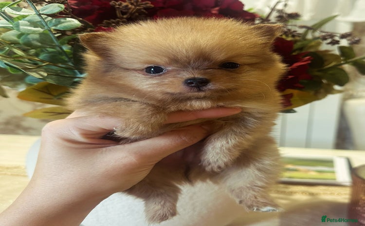 Pomeranian dogs - Advert 6