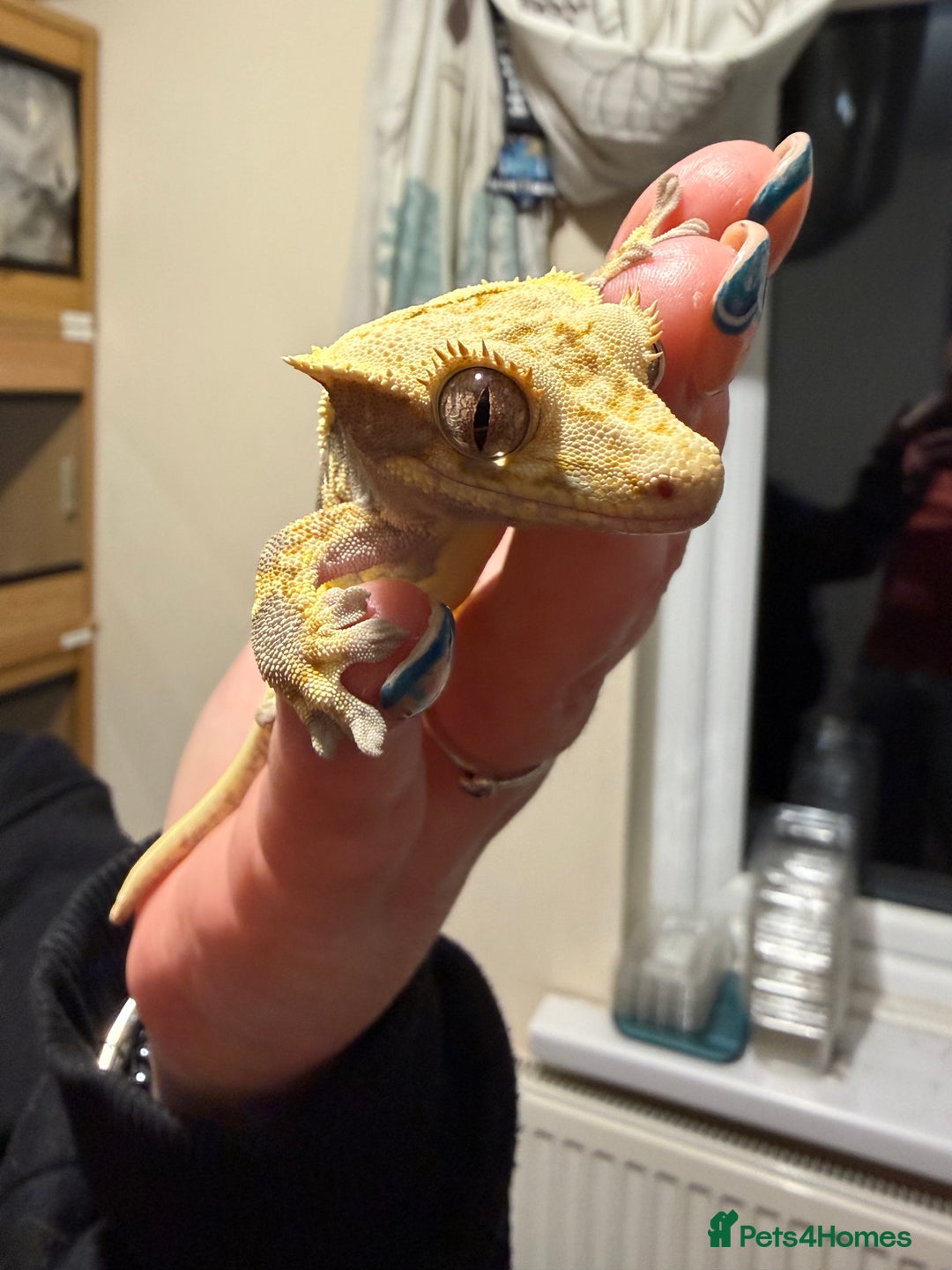 Gecko reptiles for sale: 🔥🔥 Female Lilywhite 🔥🔥🔥 - Advert 5