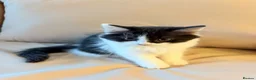 Mixed Breed cats for sale: 🐱 Beautiful Kittens – 2 Boys & 2 Girls 🐈‍⬛ in Hayes - Advert 9