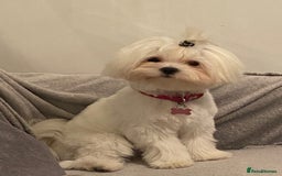 Maltese dogs for sale: KC Reg Korean Maltese girls - Image 13