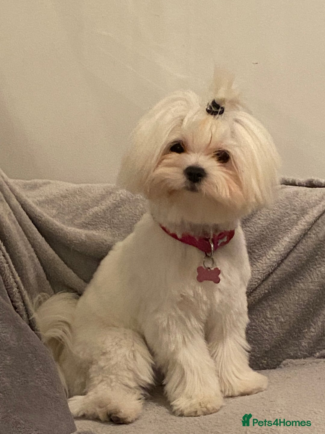 Maltese dogs for sale: KC Reg Korean Maltese girls - Image 13