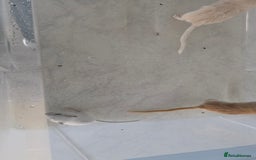 Gerbil rodents for sale: 3×Gerbils and Cage  - Image 4