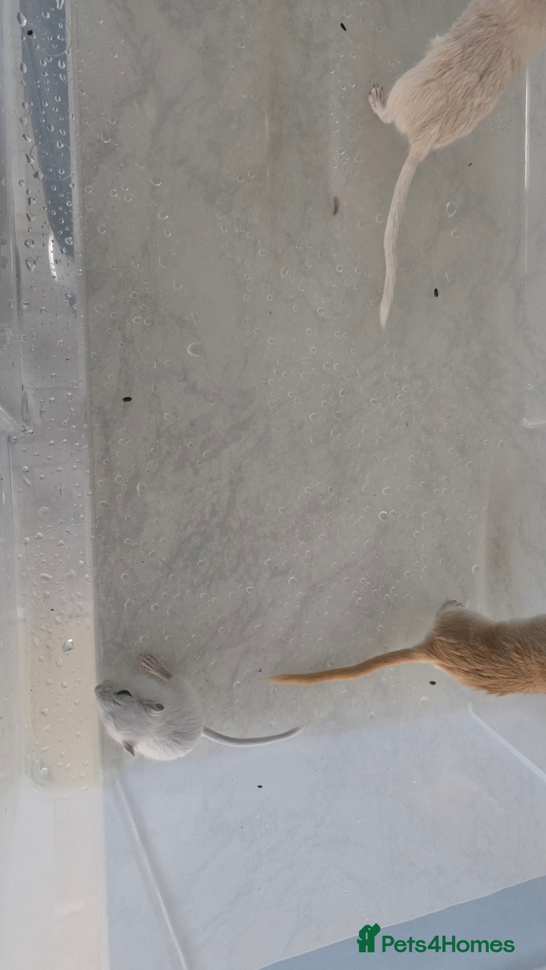 Gerbil rodents for sale: 3×Gerbils and Cage  - Image 4