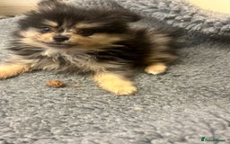 Pomeranian dogs for sale: Stunning litter merl Pomeranian - Image 33