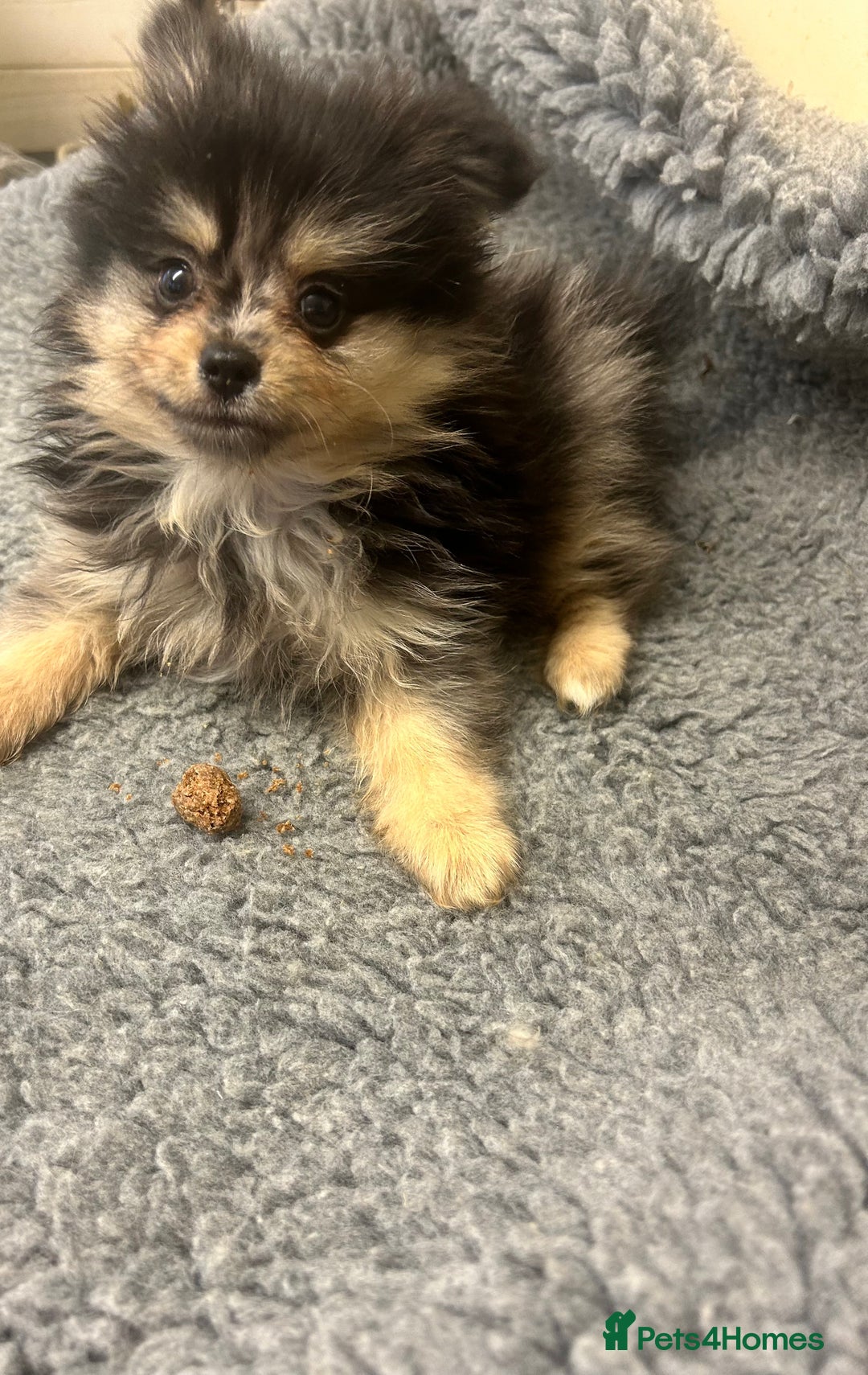 Pomeranian dogs for sale: Stunning litter merl Pomeranian - Image 33