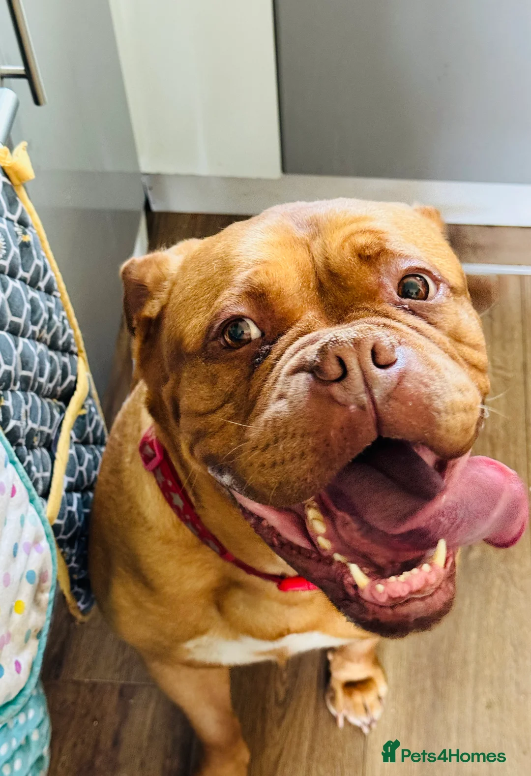 Dogue De Bordeaux dogs for sale: Home needed  - Advert 1