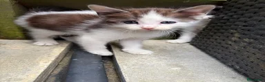 Nemesis 