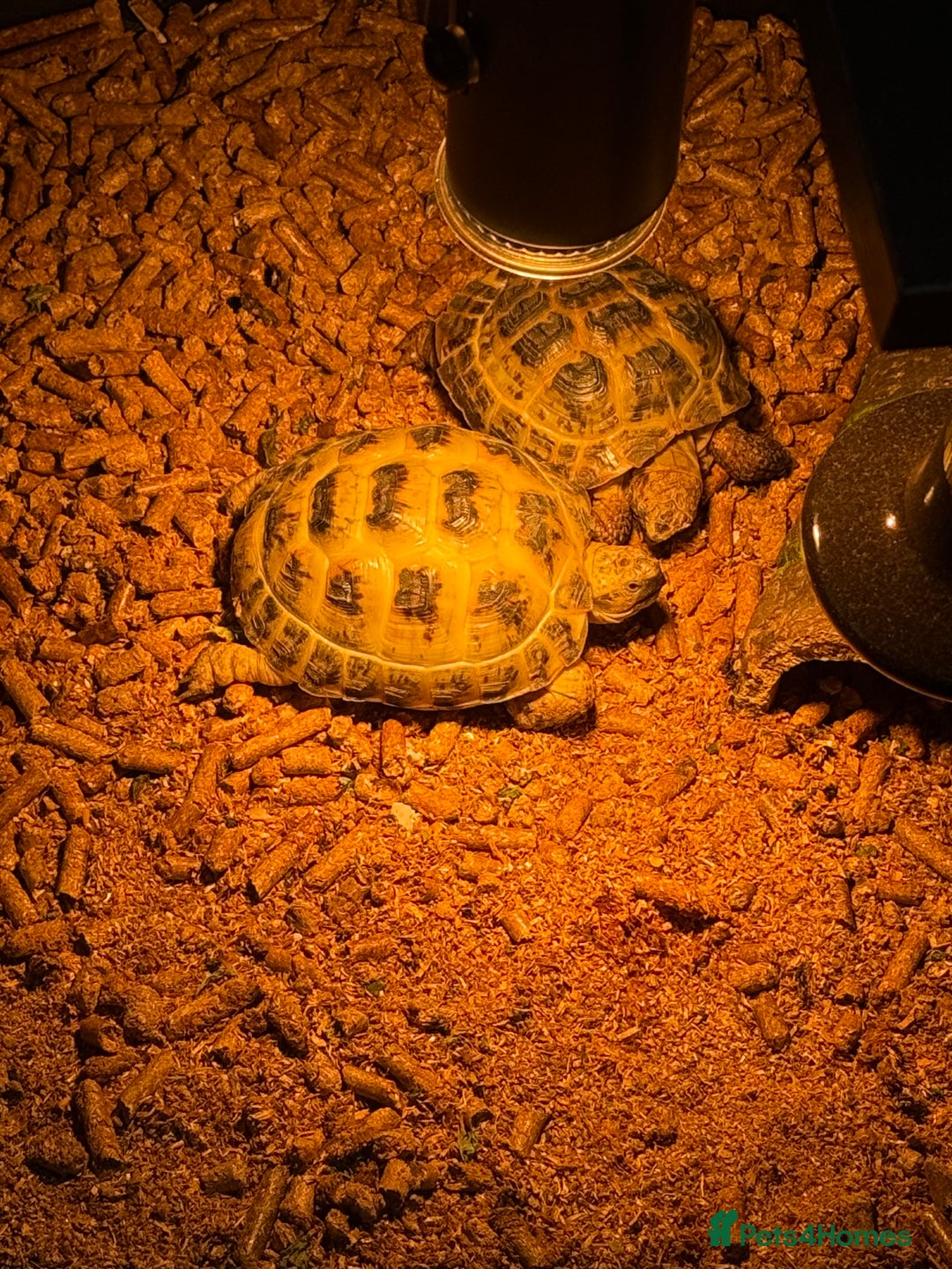 Tortoise reptiles for sale: Male and female horsefield tortoise for sale  - Advert 3