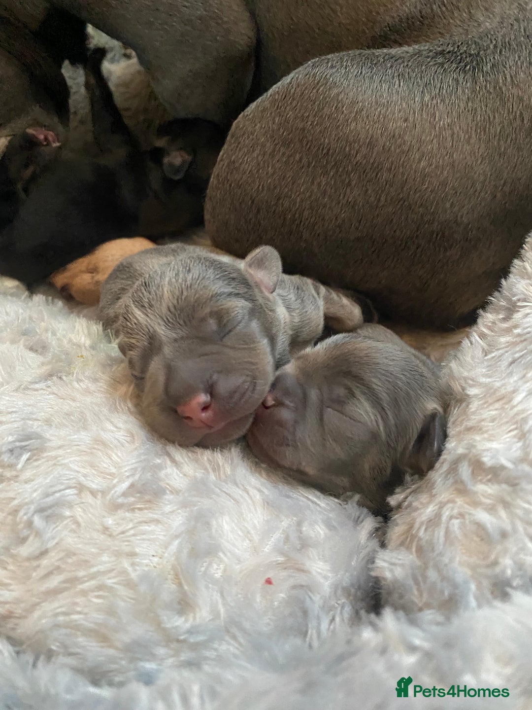Mixed Breed dogs for sale: French bulldog x chiweenie puppies  - Advert 4