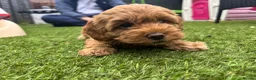 Cockapoo dogs for sale: Apricot Cockapoo Bitch in Stourport-on-Severn - Advert 3
