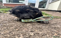German Shepherd dogs for sale: German shepherd puppies  - Image 1