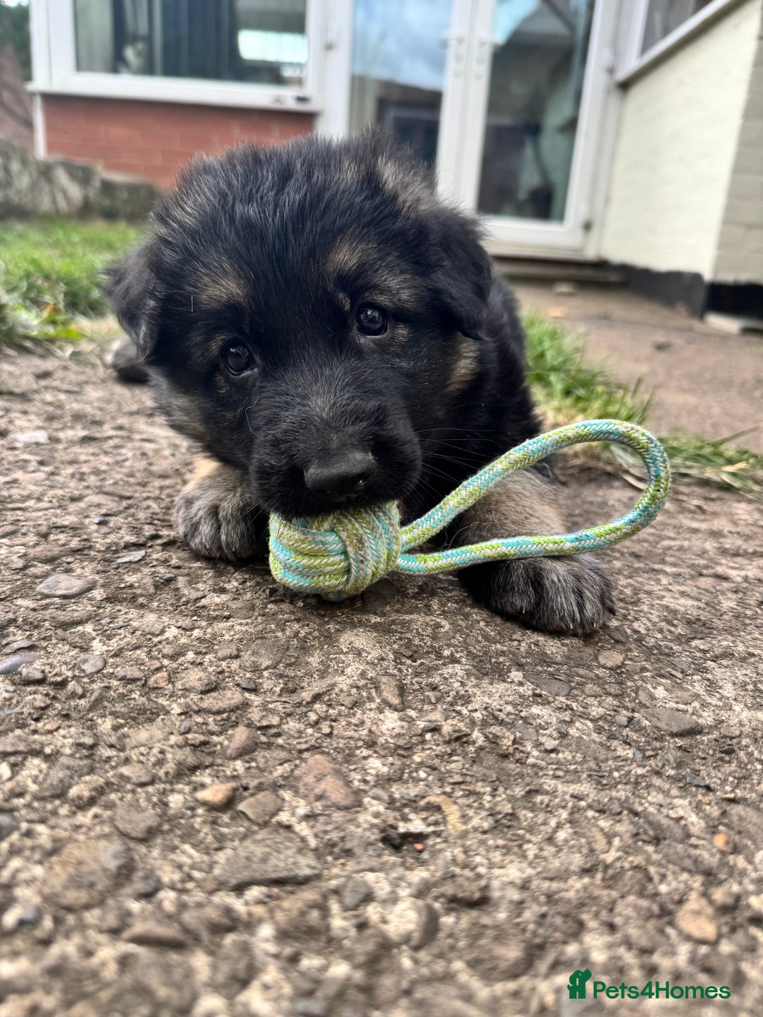 German Shepherd dogs for sale: German shepherd puppies  - Image 1